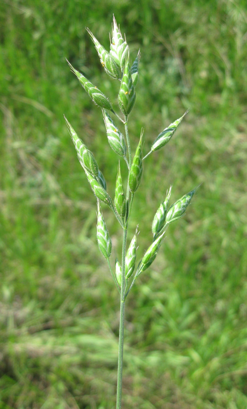 Изображение особи Bromus hordeaceus.