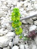 Cruciata taurica