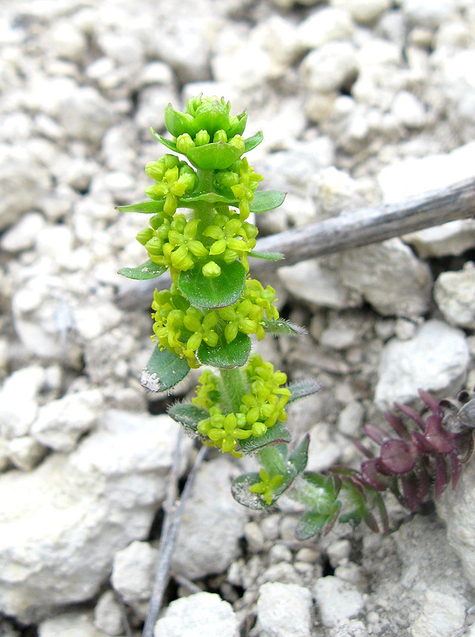 Image of Cruciata taurica specimen.