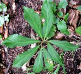 Helleborus niger. Листья. Хорватия, Лика-Сень, Национальный парк «Плитвицкие озёра», лес по берегу озера. 05.09.2012.