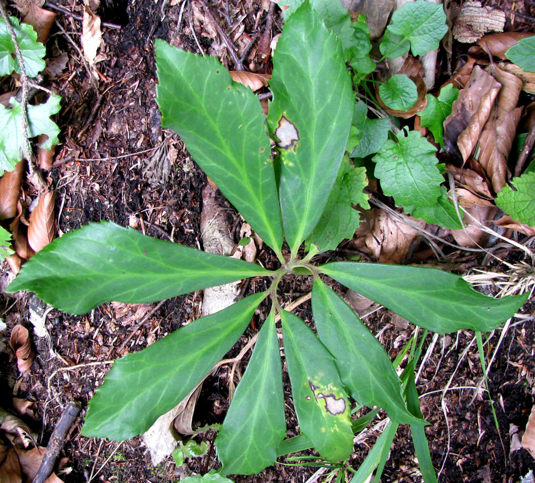 Изображение особи Helleborus niger.