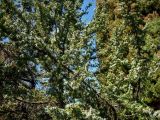 Juniperus cedrus