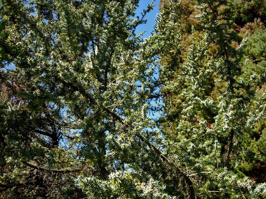 Изображение особи Juniperus cedrus.