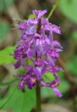 Orchis mascula