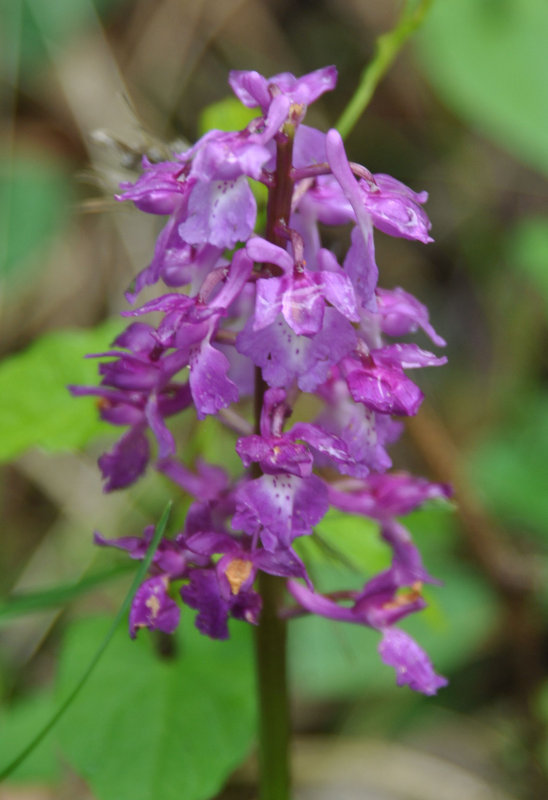 Изображение особи Orchis mascula.