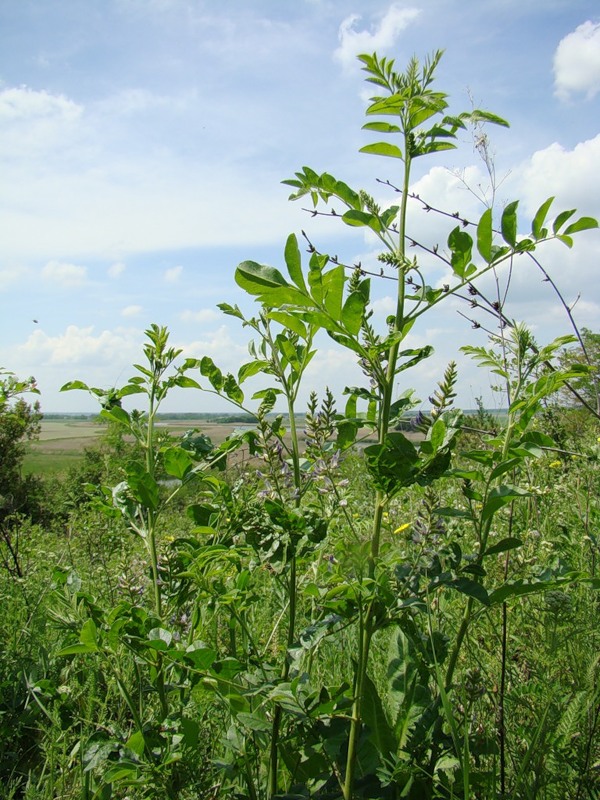 Изображение особи Glycyrrhiza glabra.