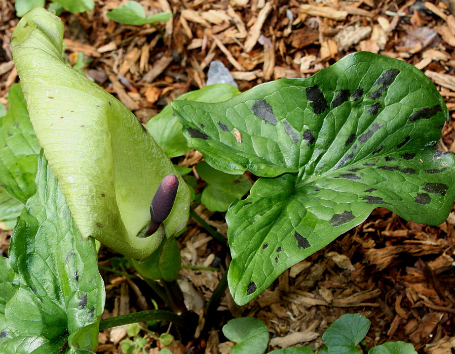 Изображение особи Arum maculatum.