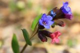 Pulmonaria obscura