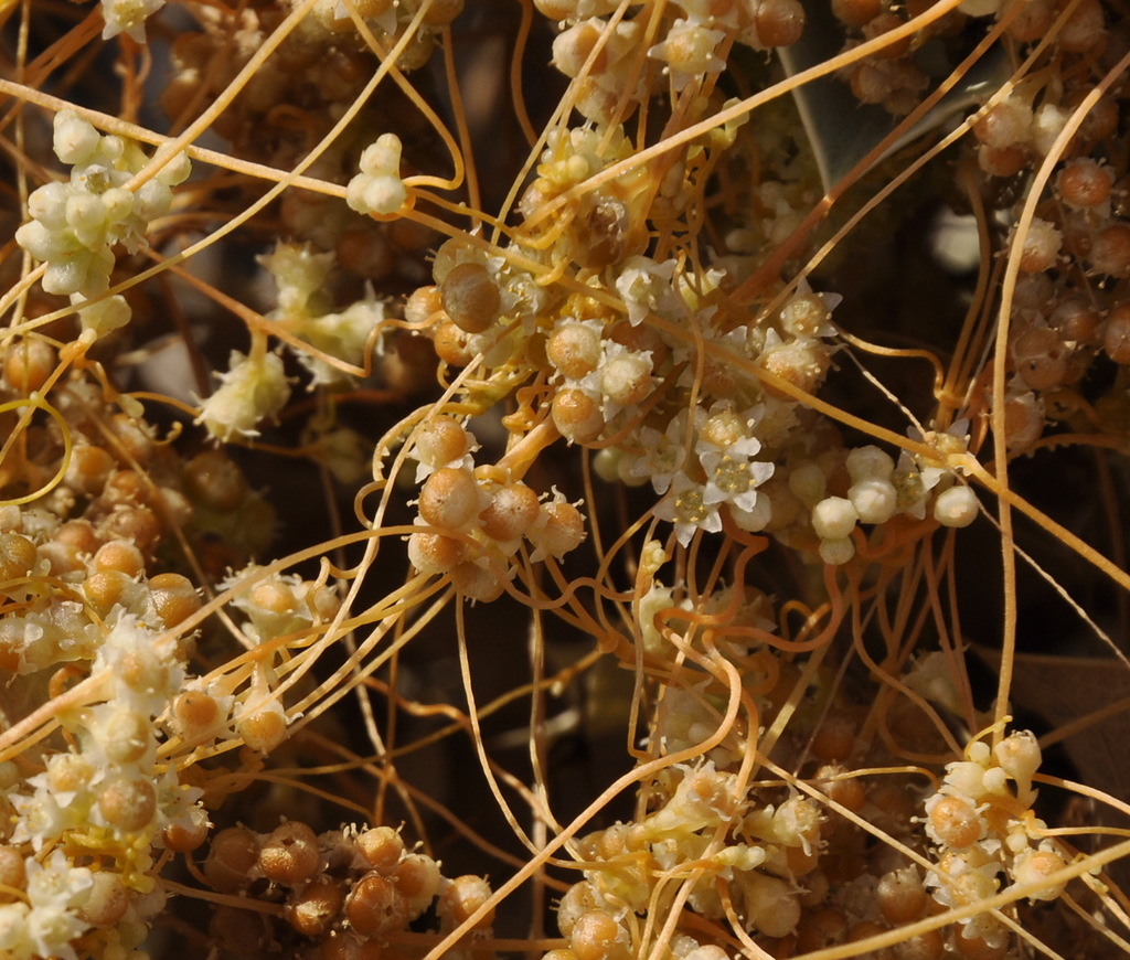 Image of Cuscuta cesatiana specimen.