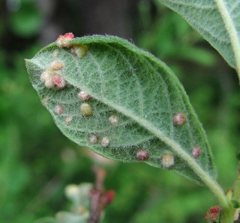 Image of Salix aurita specimen.