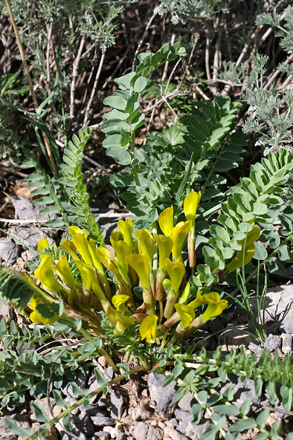 Image of Astragalus macronyx specimen.