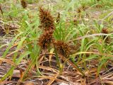 Carex macrocephala