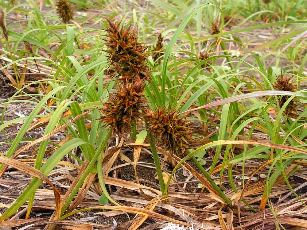 Image of Carex macrocephala specimen.