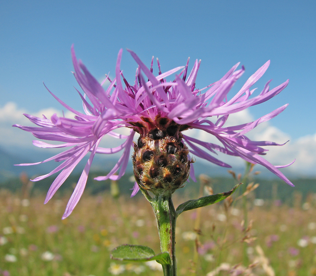 Image of genus Centaurea specimen.