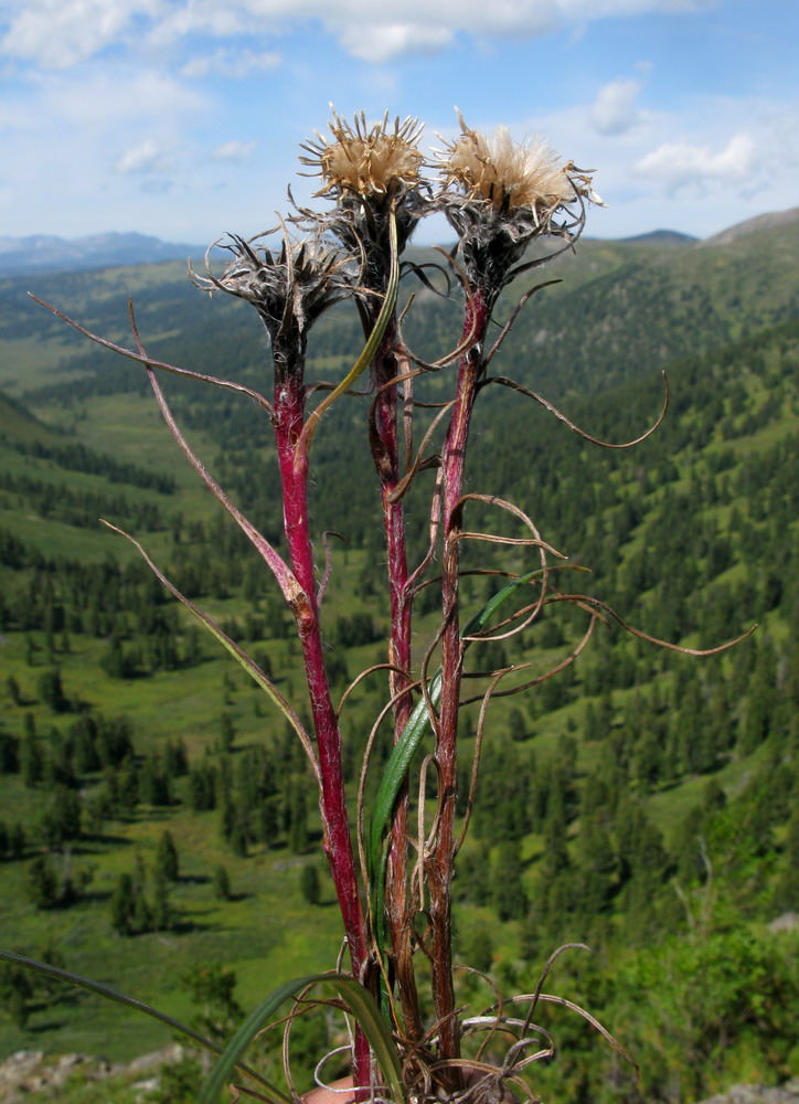 Изображение особи Saussurea schanginiana.