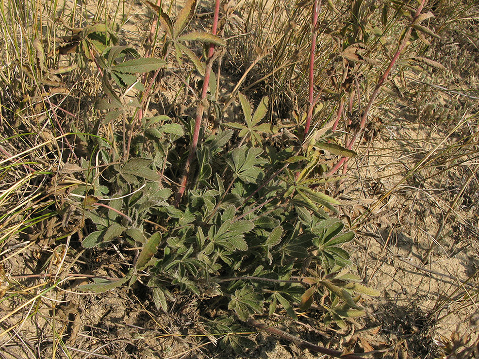 Image of Potentilla astracanica specimen.