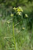 Erysimum canescens. Верхушка цветущего растения. Южный Казахстан, хр. Боролдайтау, горы Кокбулак. 29.04.2013.