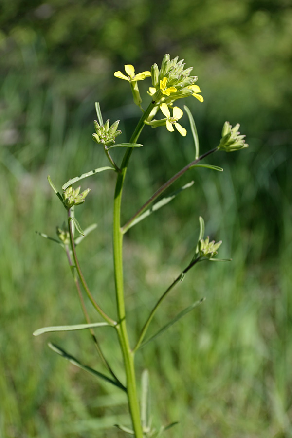 Изображение особи Erysimum canescens.