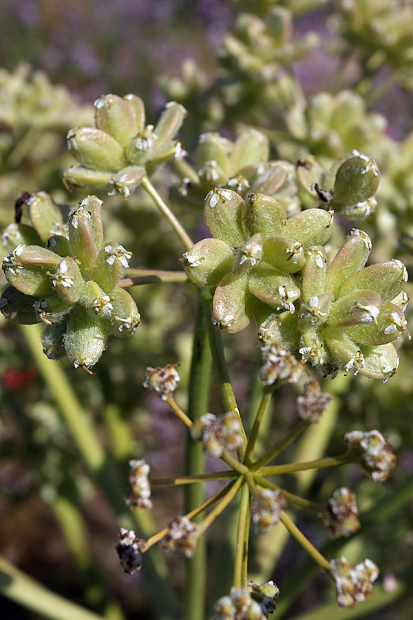 Изображение особи Ferula foetida.