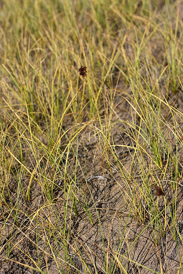 Изображение особи Carex subphysodes.