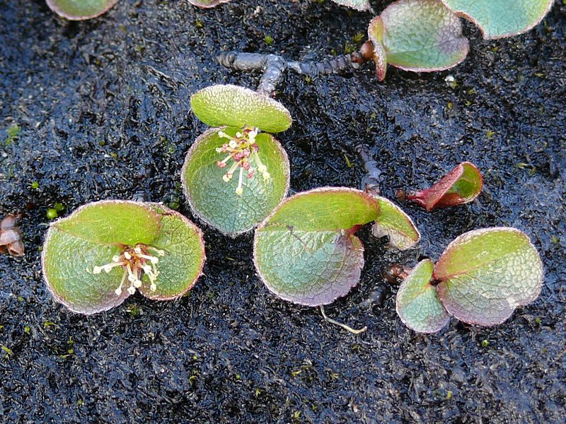 Image of Salix herbacea specimen.