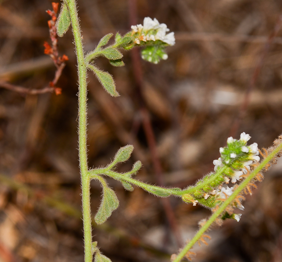 Image of Heliotropium suaveolens specimen.