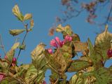 Weigela praecox. Цветки (повторное цветение) и увядающие листья. Владивосток, Академгородок. 30 октября 2013 г.