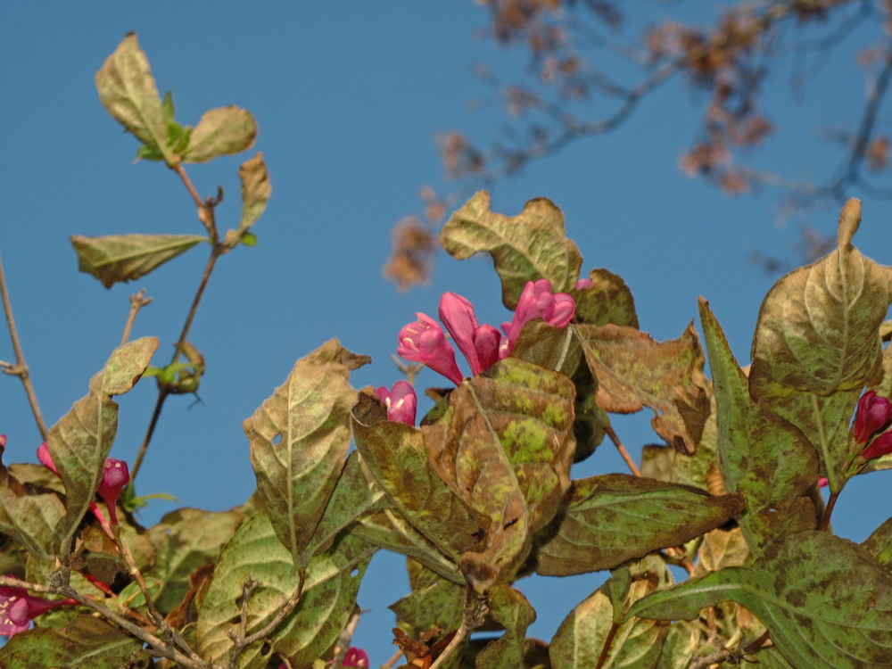 Image of Weigela praecox specimen.