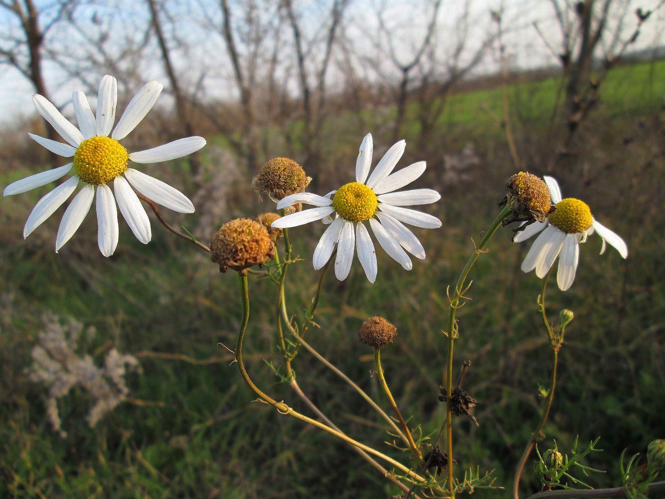 Изображение особи Tripleurospermum inodorum.