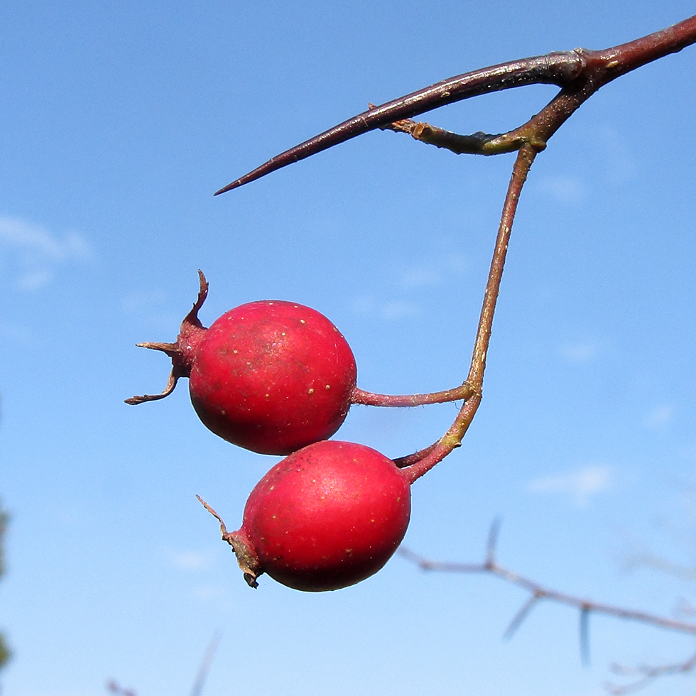 Изображение особи Crataegus crus-galli.