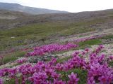 Rhododendron camtschaticum subspecies glandulosum. Аспект цветущих растений в тундре. Чукотский автономный округ, Чукотский р-н, окр. села Лорино. 8 июля 2013 г.