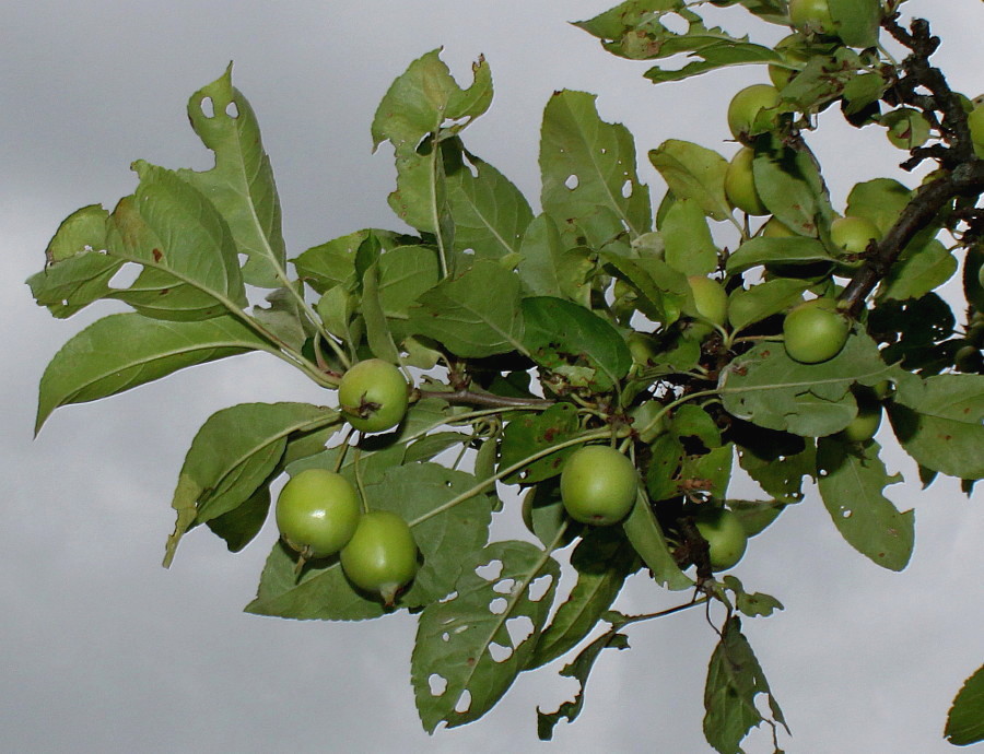 Изображение особи Malus &times; zumi.