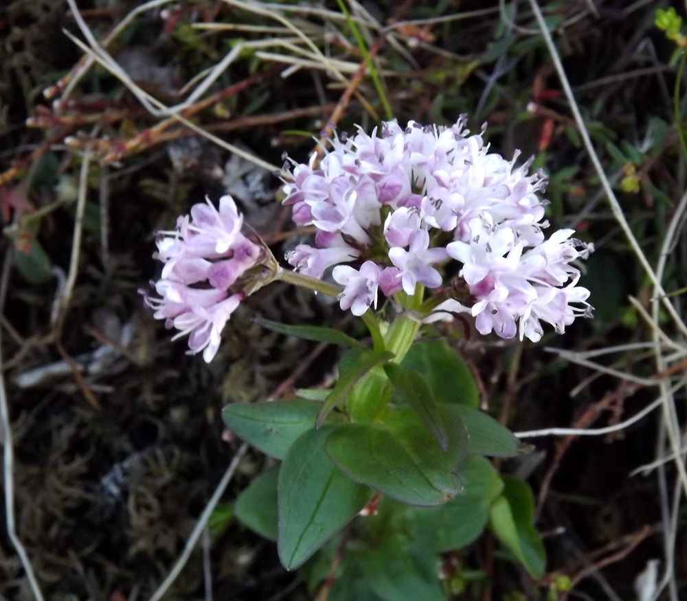 Image of Valeriana capitata specimen.