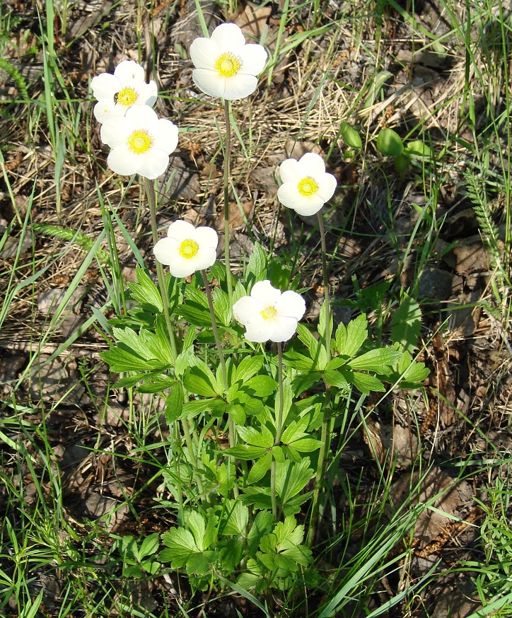 Изображение особи Anemone sylvestris.