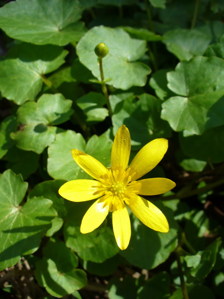 Image of Ficaria verna specimen.