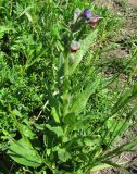 Cynoglossum officinale