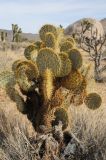 Opuntia chlorotica. Вегетирующее растение. США, Калифорния, Joshua Tree National Park. 19.02.2014.