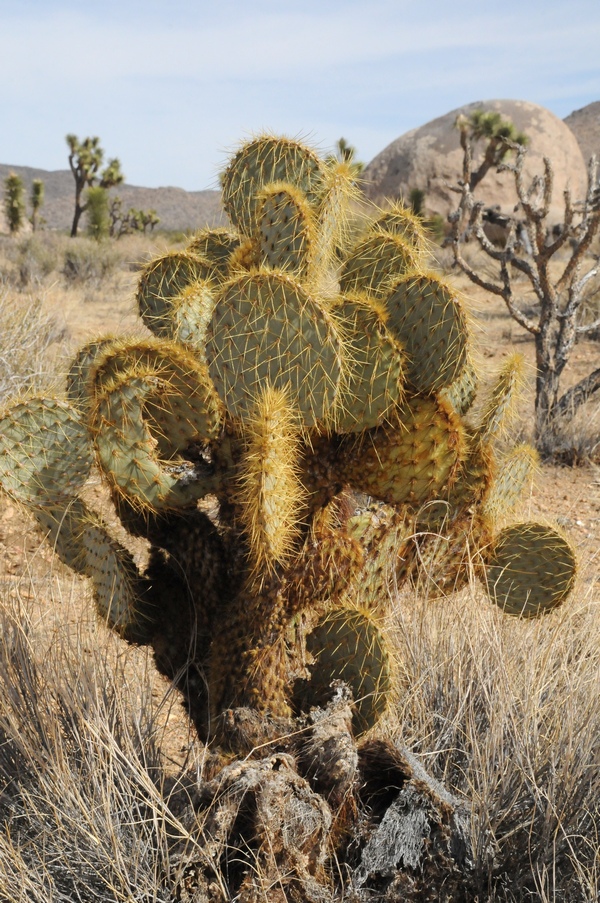 Изображение особи Opuntia chlorotica.