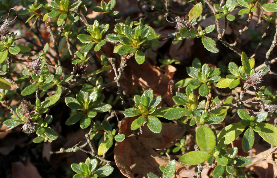 Image of Rhododendron obtusum specimen.