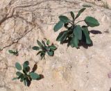 Nicotiana glauca. Молодые растения на каменистом откосе дороги. Израиль, Самарийская пустыня, перекрёсток Шомрони Гатов, окр. поселения Алон. 31.01.2014.