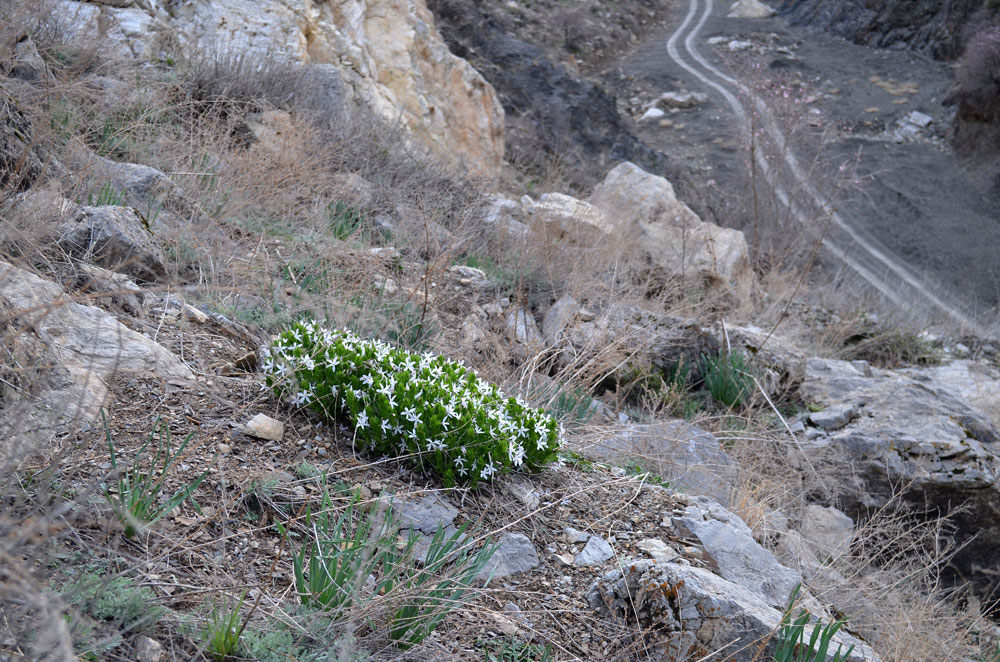 Image of Vinca erecta specimen.