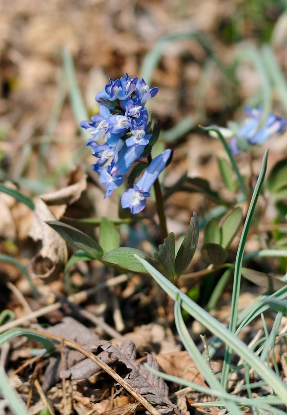 Изображение особи Corydalis ambigua.