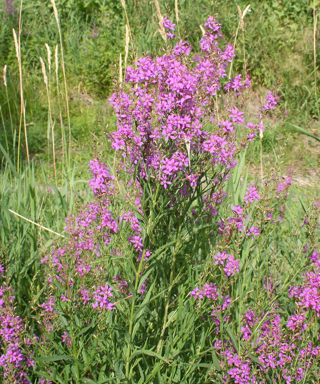 Изображение особи Lythrum virgatum.
