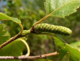 Betula lanata. Мужское соцветие. Хабаровский край, Ванинский р-н, окр. пос. Высокогорный. 04.08.2013.