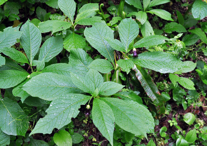 Image of Scopolia caucasica specimen.