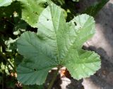 Malva sylvestris