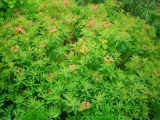 Euphorbia lingulata