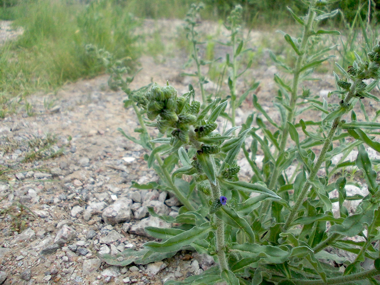 Изображение особи Echium vulgare.