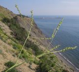 Crambe koktebelica