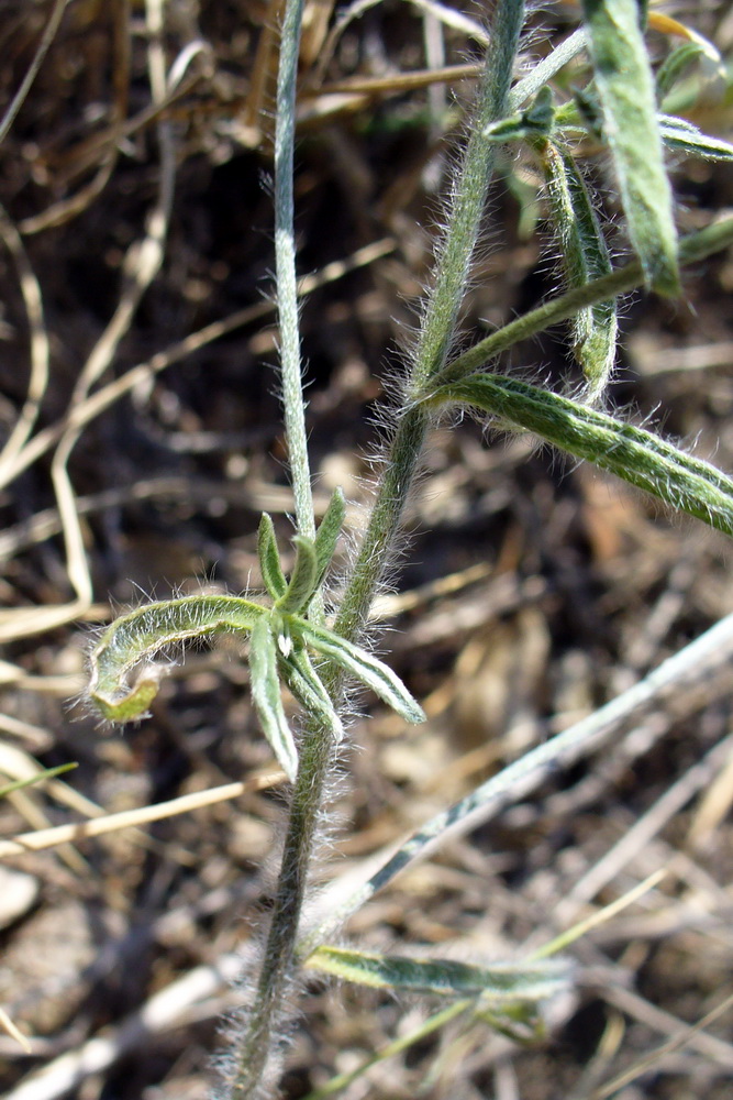 Image of Convolvulus cantabrica specimen.